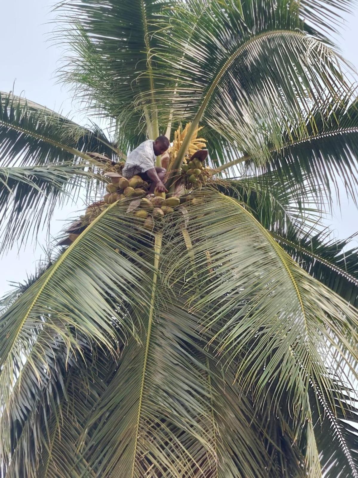 Residence Callens Kribi Dış mekan fotoğraf
